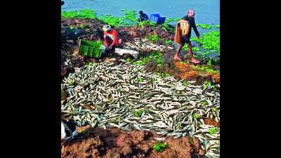 Villagers, activists warn of protest after fish die in river