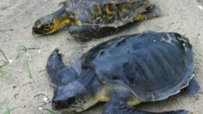 Turtle boom at Goa's four nesting sites brings cheer