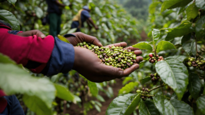 Dip in cherry coffee prices put farmers in deep trouble