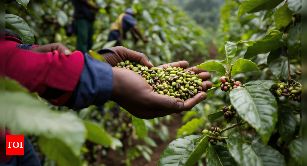 Dip in cherry espresso costs put farmers in serious trouble newsfragment