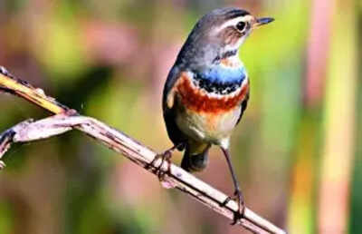 Great Backyard Bird Count: Great Backyard Bird Count ends - 180 bird