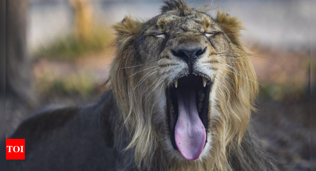 Un gardien de zoo au Nigeria mortellement attaqué par un lion dont il avait la garde depuis sa naissance |  Nouvelles du monde
