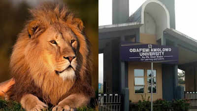 Shocking! Lion kills caretaker who raised him in Nigerian zoo