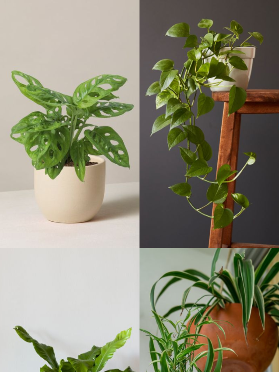 Best Indoor Plants:10 Indoor Plants To Fit for Every Corner of Your ...