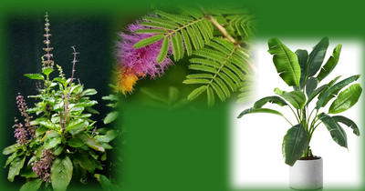 The top 6 Vastu-recommended plants for abundance