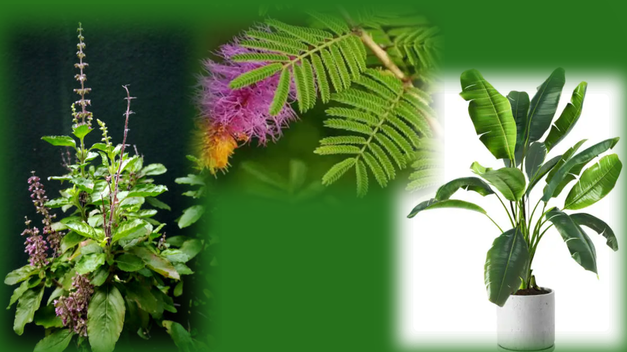 Benefits of Rubber Plant : Health and Vastu Benefits – Greenkin