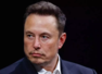 'Proponent of free speech:' Musk nominated for Noble peace prize