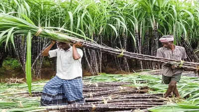 Amid farm stir, Cabinet nod to record increase in sugarcane support price