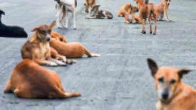 More steps to reinin stray dogs, cattle