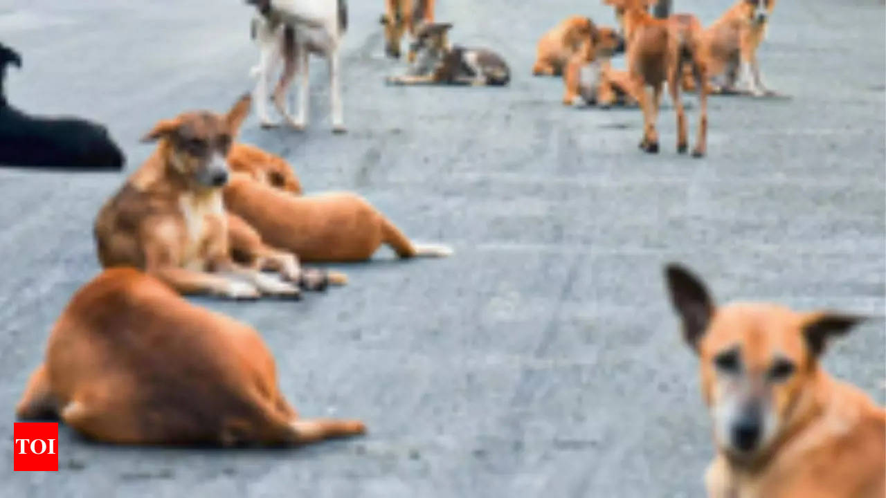 Steps to Rein in Stray Dogs and Cattle: Greater Chennai Corporation  Announces New Measures | Chennai News - Times of India