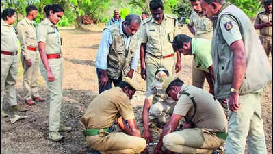 Joint search for killer tusker yields no result