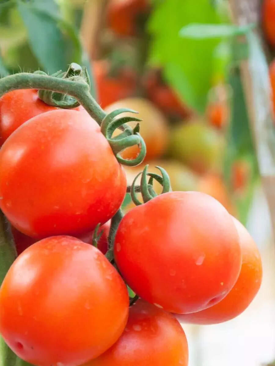 ​10 easy steps to grow tomatoes at home - Vimarsana News