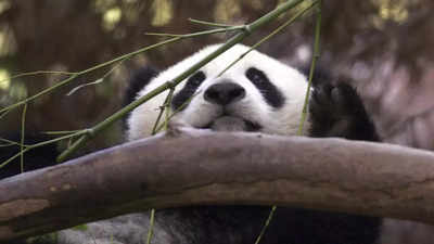 China to send more pandas to US, jump-starting new era of 'panda diplomacy'
