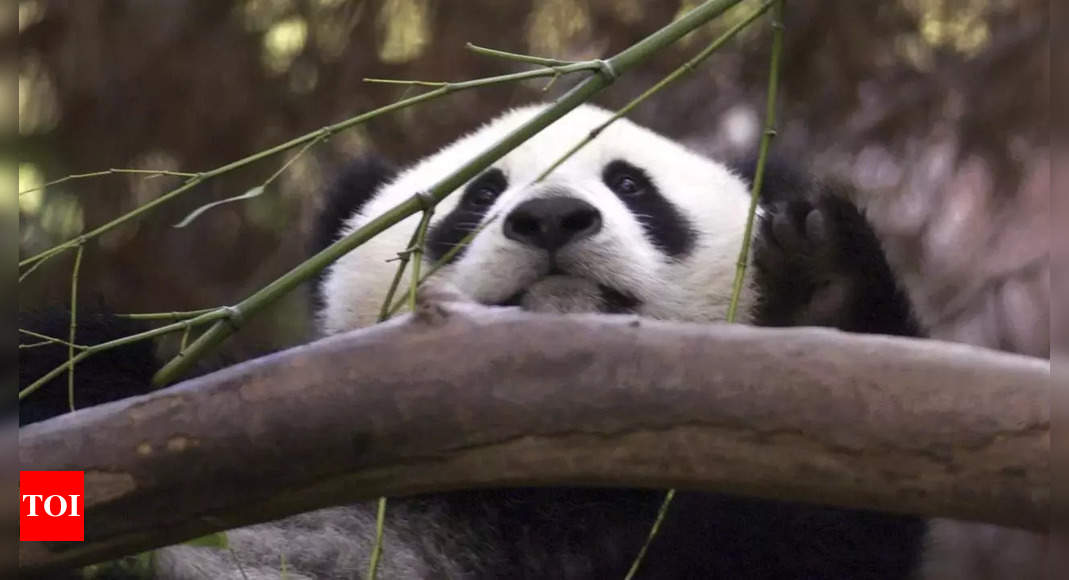 La Chine va envoyer davantage de pandas aux États-Unis, ouvrant ainsi une nouvelle ère de « diplomatie du panda » |  Nouvelles du monde
