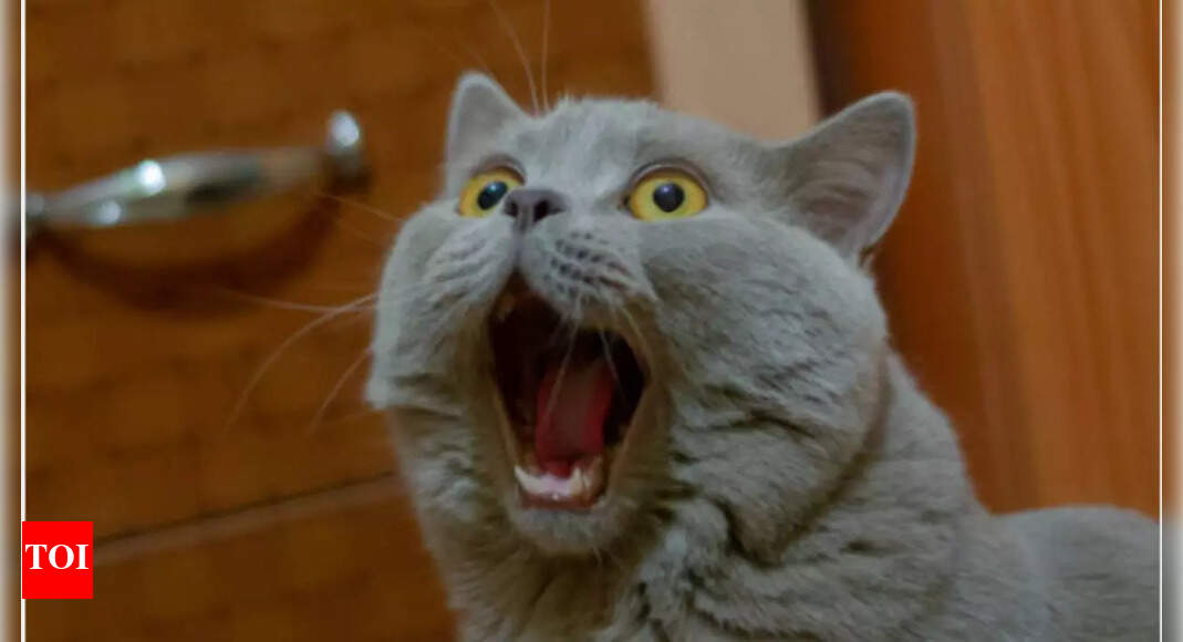 Add A Hollywood Touch To Your Cat - Celebrity-Inspired Names For Your ...