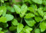 How Tulsi leaves help control cholesterol levels naturally