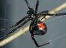 8 deadliest spiders in the world