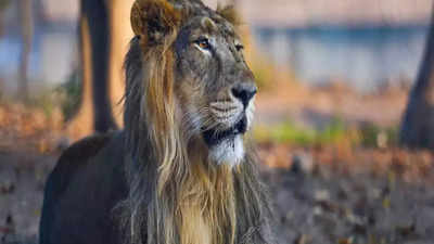 'Why causing controversy': Calcutta HC asks Bengal to rename lions 'Akbar,' 'Sita'