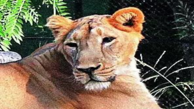 High court: Rename lioness to avoid controversy