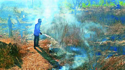 4 acres of urban forest in Anandvan damaged in fire