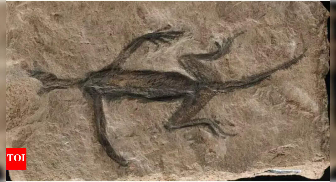 Scientists unveil 240-million-year-old dragon-like reptile - Times of India