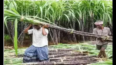 Advance FRP a political call: Sugarcane farmers