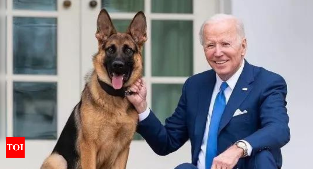 Joe Biden’s Dog Commander Bit Secret Service Agents at Least 24 Times | World News – Times of India