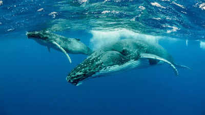Whales have specialised voice boxes that they use to sing!