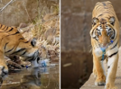 Viral video of a tiger picking up plastic starts a conversation on responsible tourism