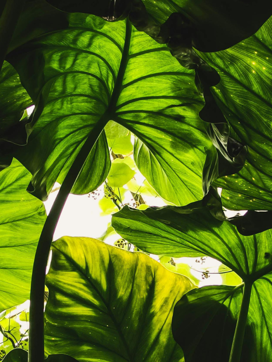 Why Plants Have Different Colours? Times Now