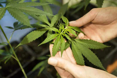 Germany legalise cannabis cultivation
