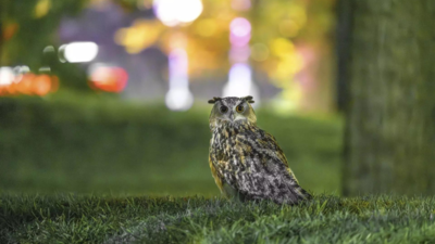 New York's beloved Eurasian eagle-owl Flaco passes away