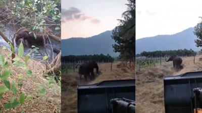 Watch video: Mother elephant thanks forest officials for rescuing her baby trapped in canal