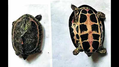 575 turtles seized by DRI & forest officers from Bhopal