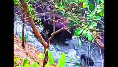 Elephant calf trapped in canal in Pollachi forest range rescued