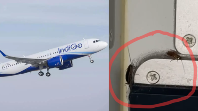 Indigo passenger finds cockroaches in food area of flight; airline responds
