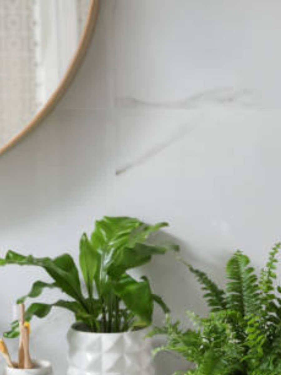 Best Feng Shui Plants For The Bathroom Times Now