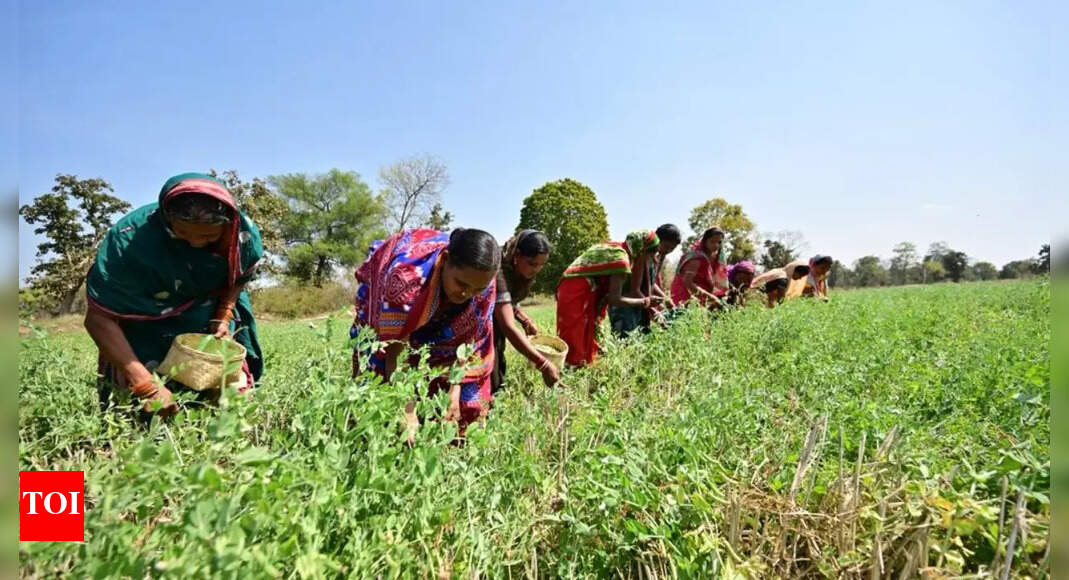 Odisha Increases Area Coverage for Rice Fallow Management Five-Fold ...