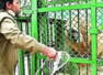 Top forest officer suspended for naming lion pair Akbar and Sita