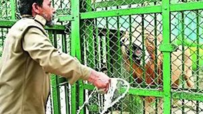 Top forest officer suspended for naming lion pair Akbar and Sita