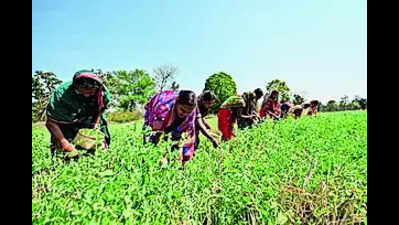 Rice Fallow Management: 3.4L ha of rice fallow land used to grow 8 ...