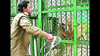 Top Tripura forest officer suspended for naming lion pair Akbar and Sita
