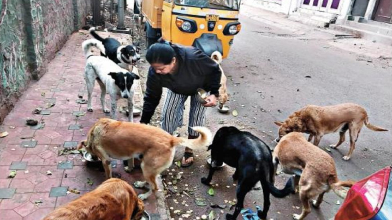 Initiative by group of people in Indore to provide food, warm clothing,  shelter to street dogs - Articles