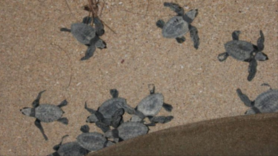 Goa's turtle arrivals hit 200-mark, record in 3 decades of conservation