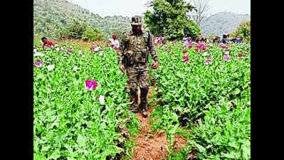 Drive against poppy cultivation begins in Chatra