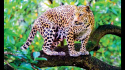 Leopard kills Uttarakhand boy, state’s 9th animal conflict death this year