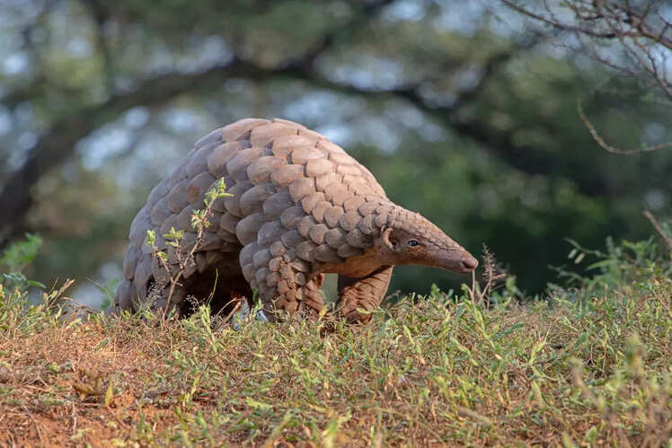 Better wildlife sighting