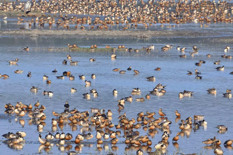 Migratory birds