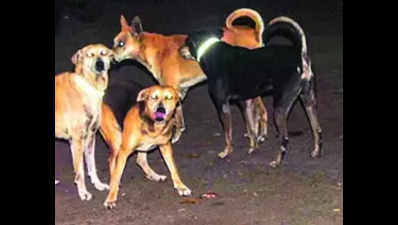 70% of stray dogs sterilized and vaccinated in city: LMC