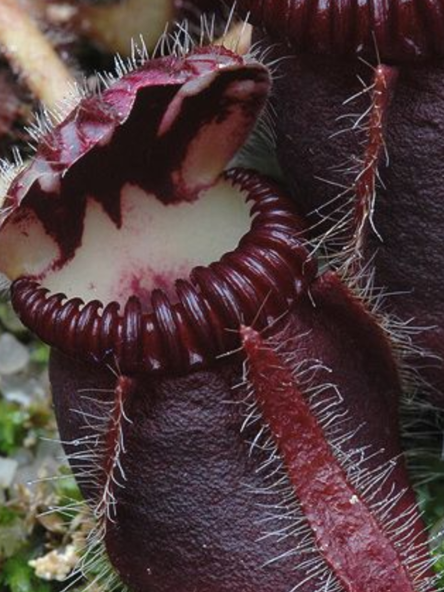 8 Plants That Eat Meat Times Now